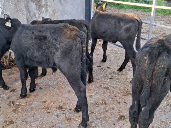 Continental,angus calves - Main image