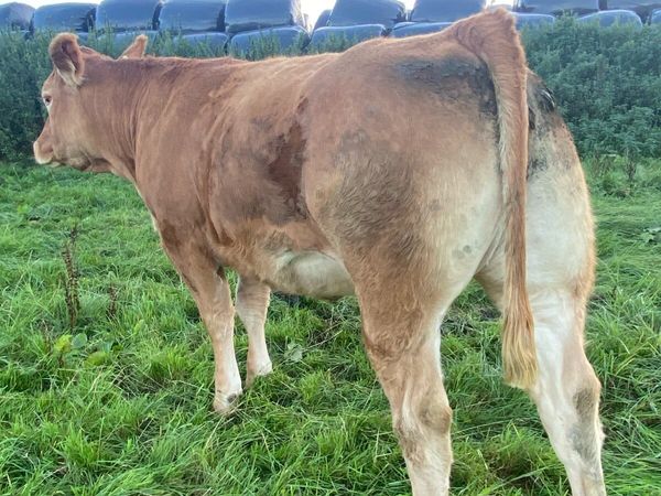 Pedigree incalf home breed heifers - Main image