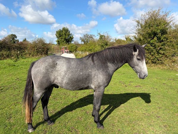 Pony - Main image