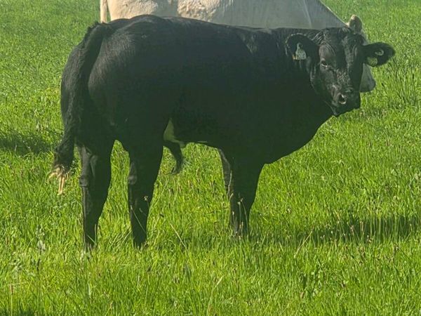 Organic bulls portumna mart - Main image