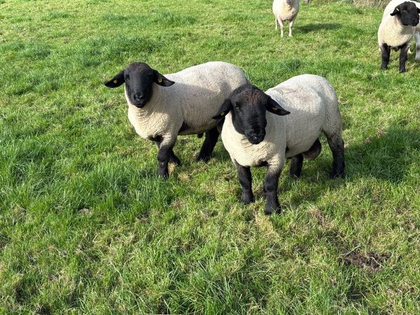 Suffolk ram - Main image