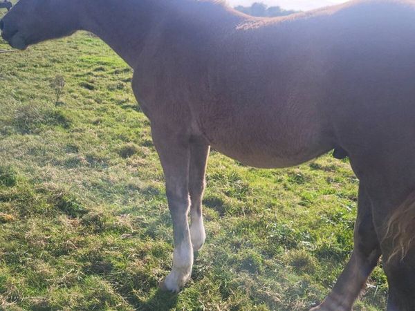 2 IRISH  DRAUGHTS  COLTS FOALS - Main image