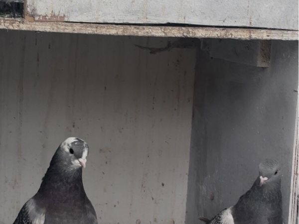 Fancy Pigeons - Main image