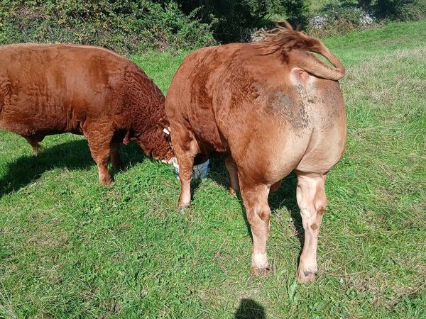 Pedigree  limousin  bull - Main image