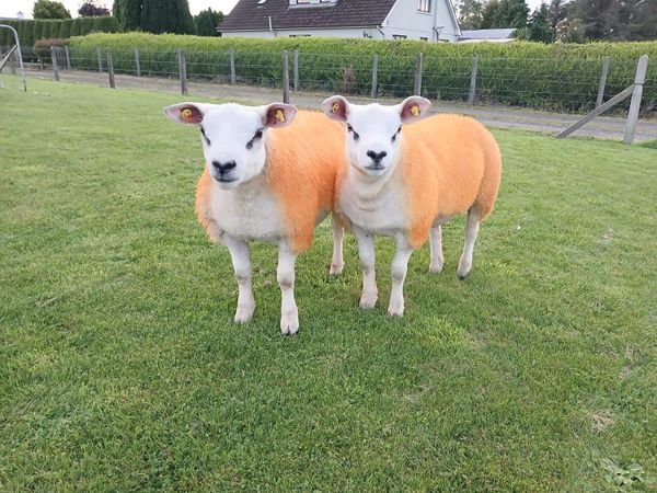 PBNR Texel Ram lambs - Main image