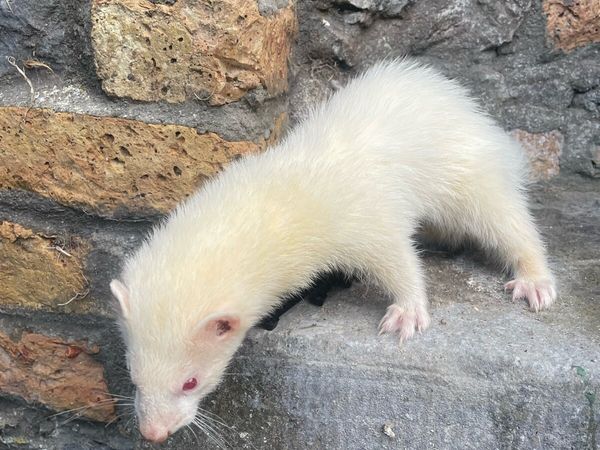 Ferrets - Main image