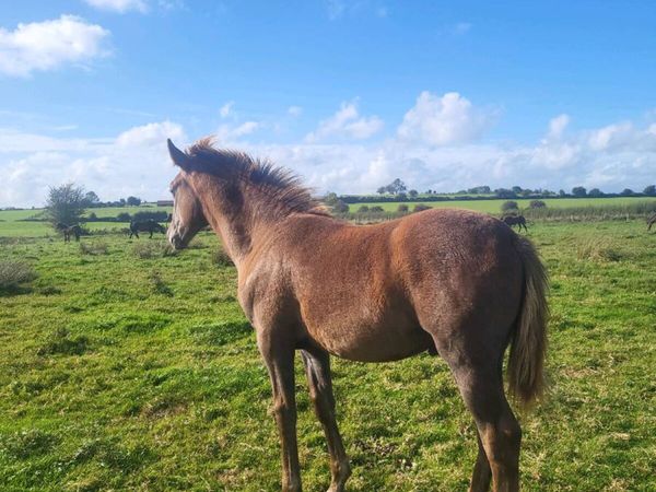 2 IRISH  DRAUGHTS  COLTS FOALS GOING TO BALLINSLOE - Main image