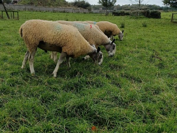 Blue Leicester Shearlings For Sale - Main image