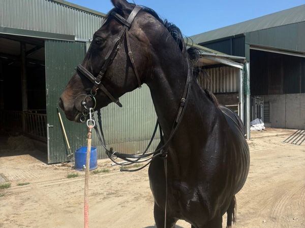 16.2hh Gelding - Main image