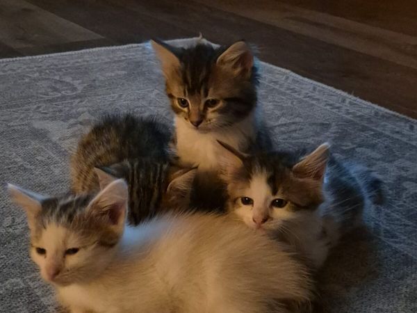 4 Kittens - Main image