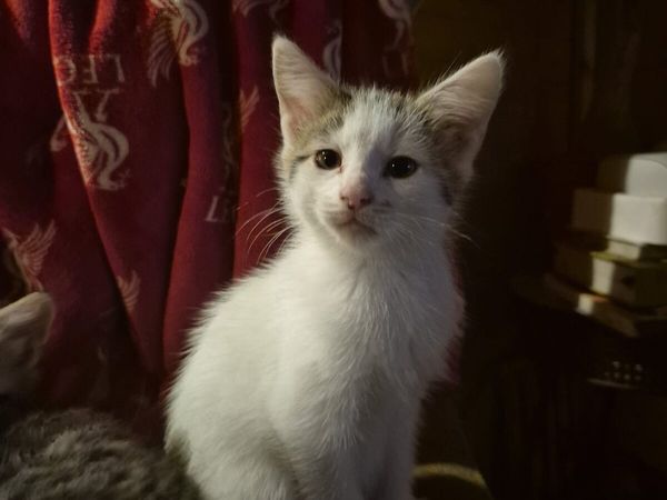 3 Kittens.1st pic is the girl, pic 2+3 the boys - Main image