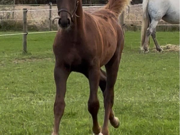 Liver Chestnut Moylough Legacy Filly Foal - Main image