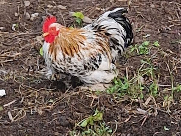 Bantams - Main image