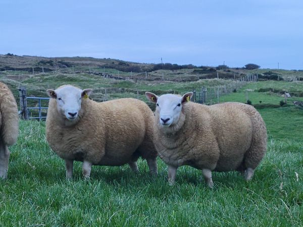 North Country Ram Lambs - Main image
