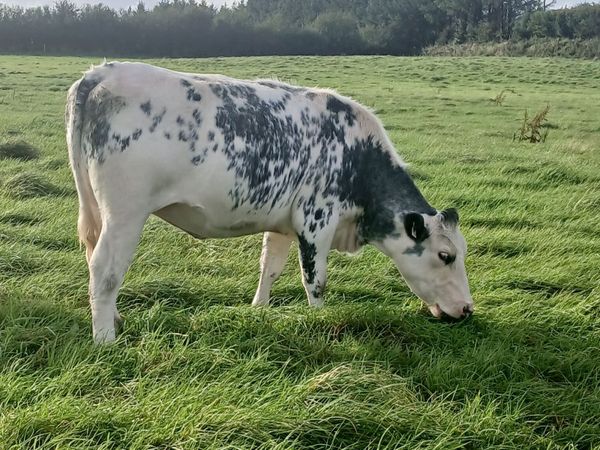 5 springing Heifers - Main image