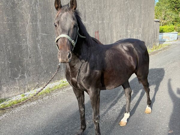 6yr old 148 mare in foal to Connemara stallion - Main image