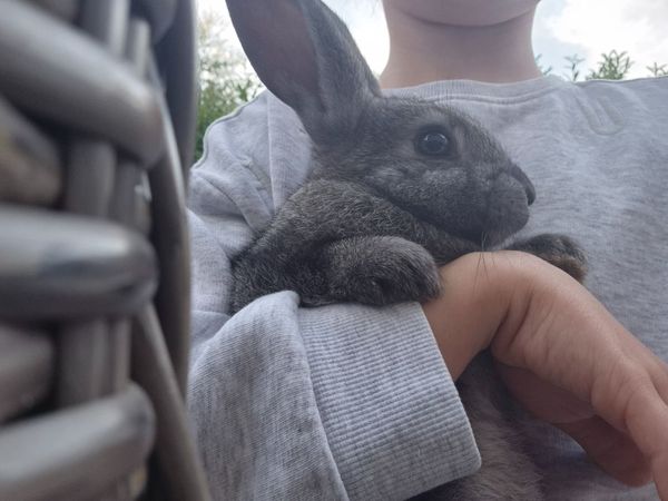 Pure bred baby Rex rabbits - Main image