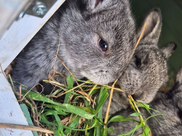 Pure bred baby Rex rabbits - Main image