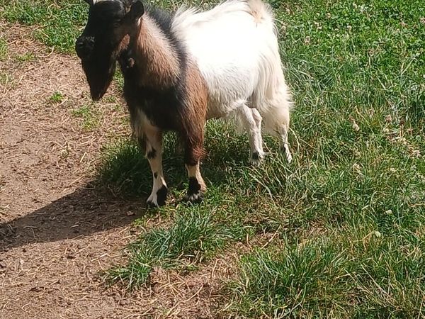 Pygmy goat - Main image