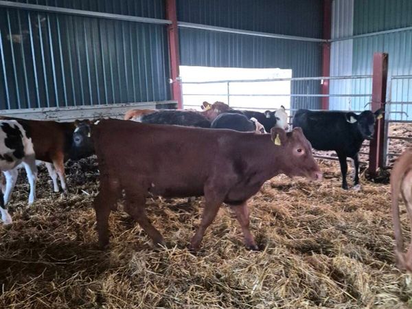 Lim ,angus,hereford, heifer Calves - Main image