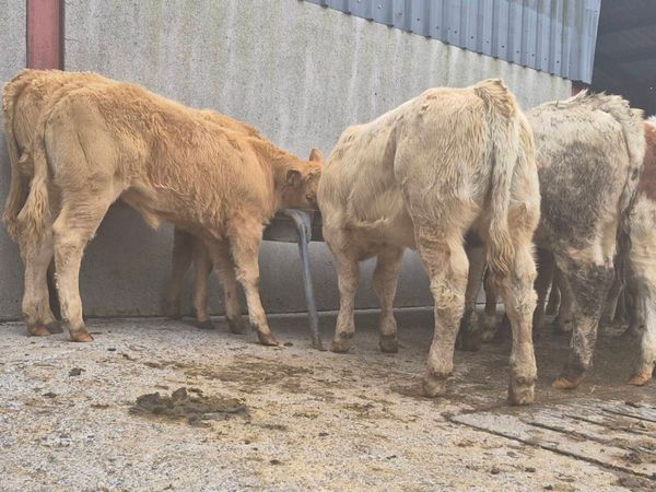 10 Super Heifer Weanlings - Main image