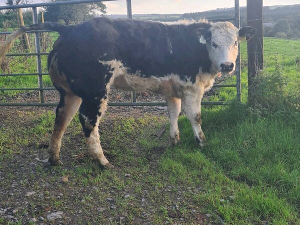 ☆☆☆ BREEDING HEIFERS ☆☆☆ - Main image