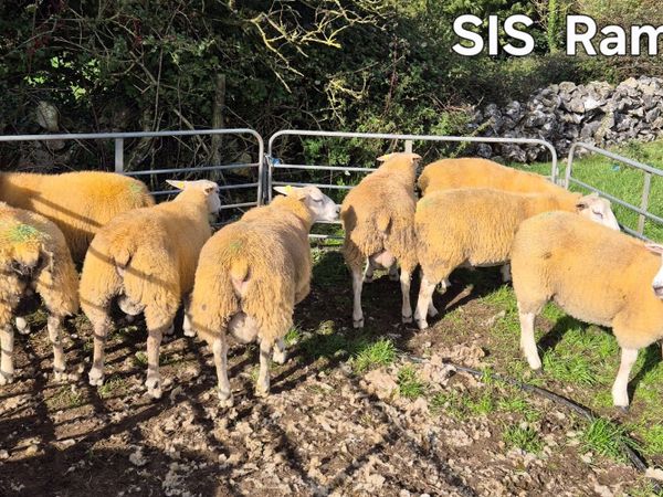 SIS Eligible Ram Lambs - Main image