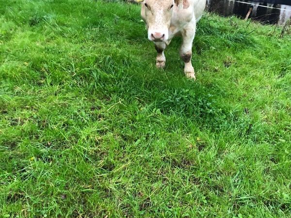 5 ⭐️⭐️⭐️⭐️⭐️ ch Bull - Main image