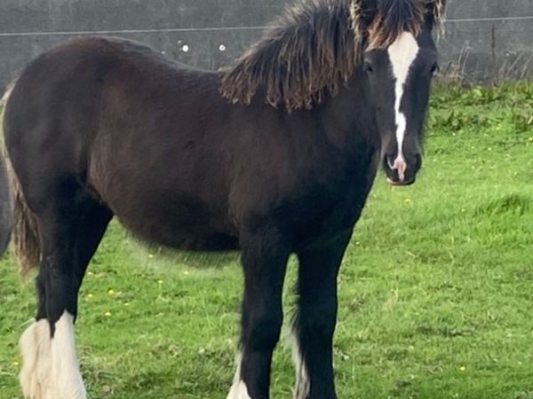 Two filly foals - Main image