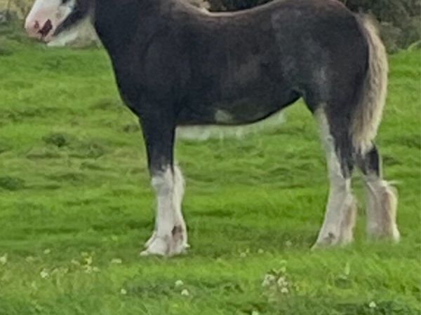 filly foal - Main image