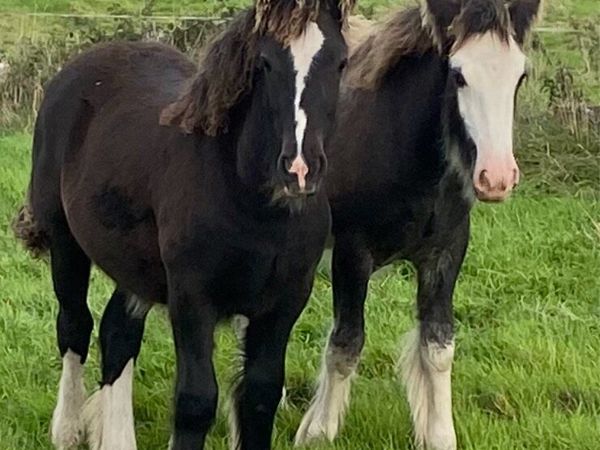 Two filly foals - Main image