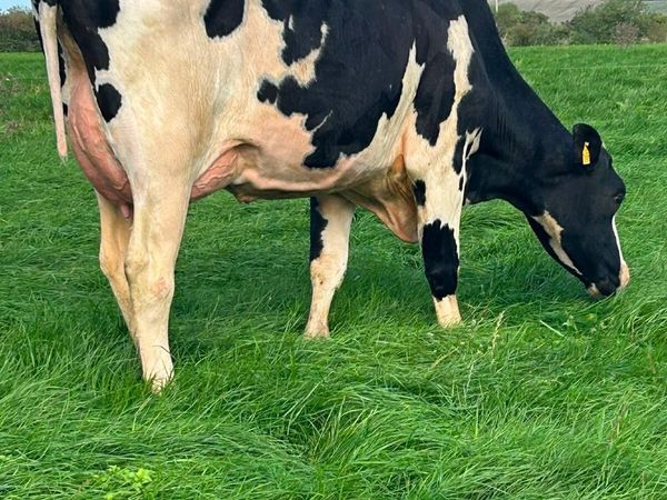 Holstein - Cahirmee Online Heifer Sale - Main image