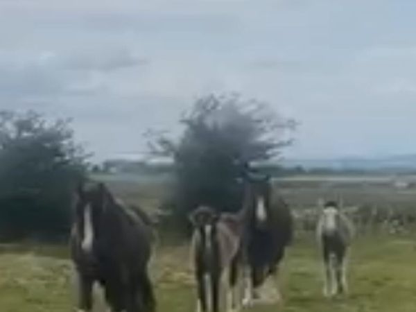 Two filly foals - Main image