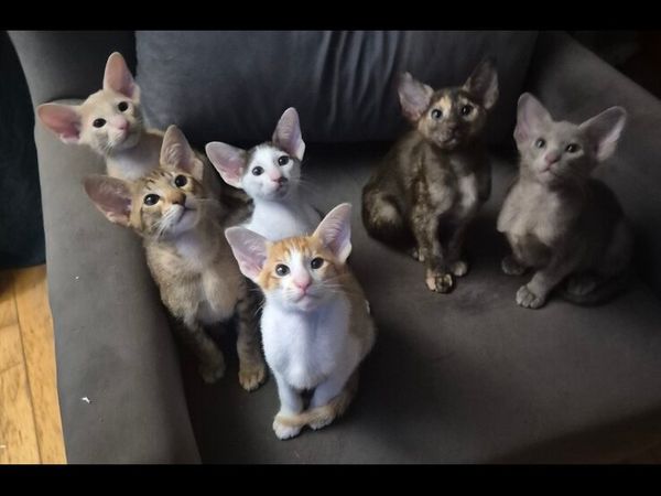 Pedigree Oriental kittens - Main image