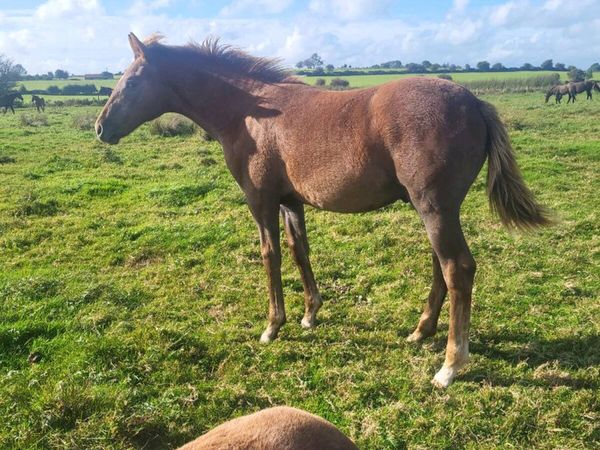 2 IRISH  DRAUGHTS  COLTS FOALS - Main image