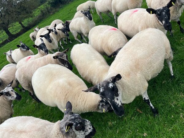 Milford Breeding Sheep - Main image