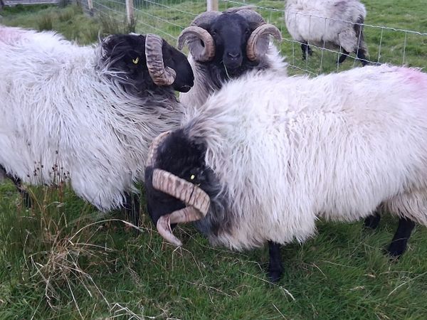 Hogget Rams - Main image
