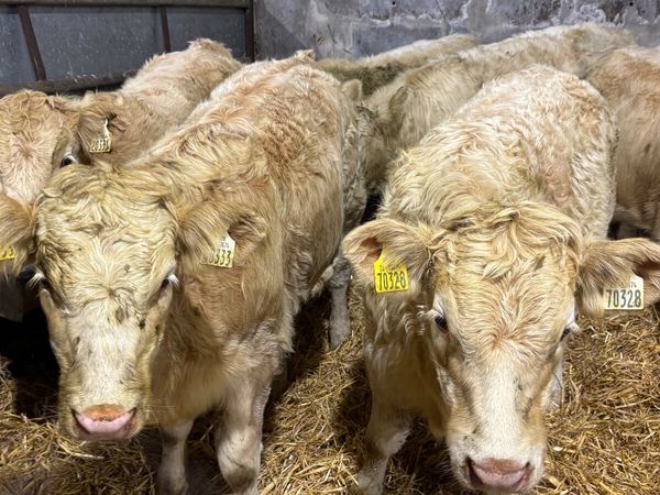 6 Quality Charolais Heifer Wealings - Main image