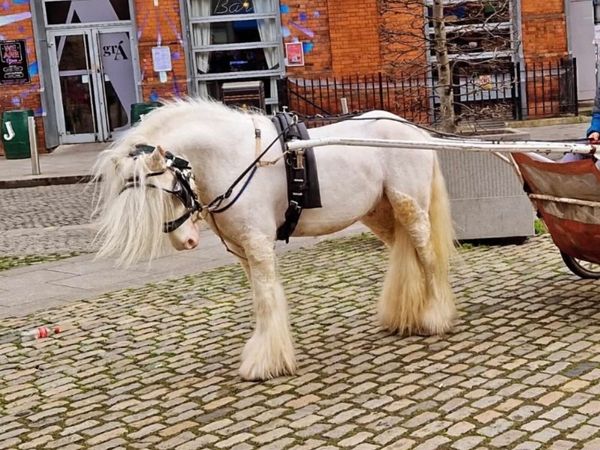 Driving pony - Main image