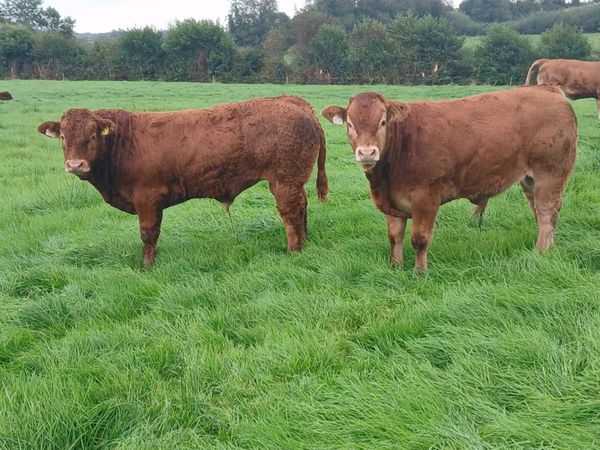 Weanling bulls - Main image