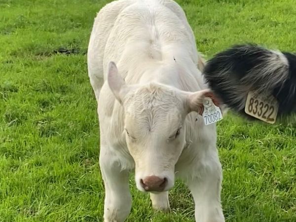 Pedigree Dingle Hofmeister heifer calf - Main image