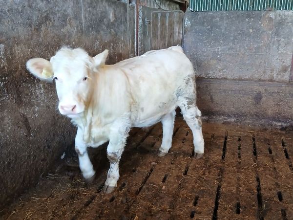 Bull - Main image