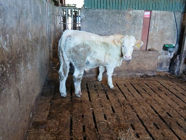 Bull - Main image