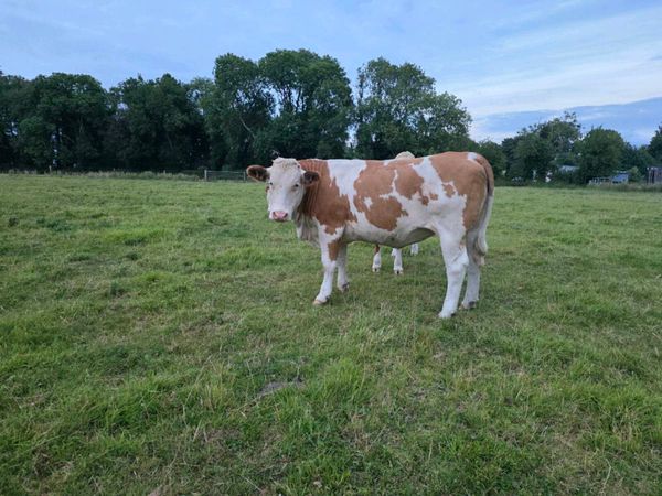 Organic Heifers - Main image