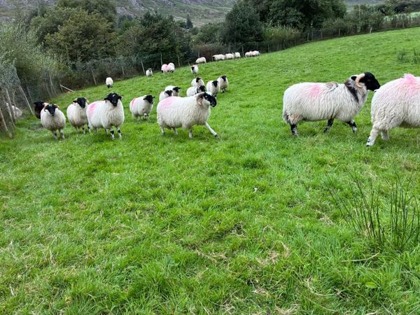 Organic lambs - Main image
