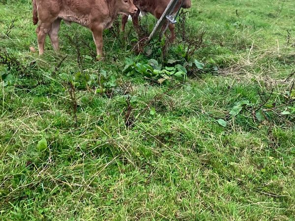 Incalf Heifers for sale - Main image