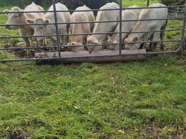 Pedigree registered charolais heifers - Main image