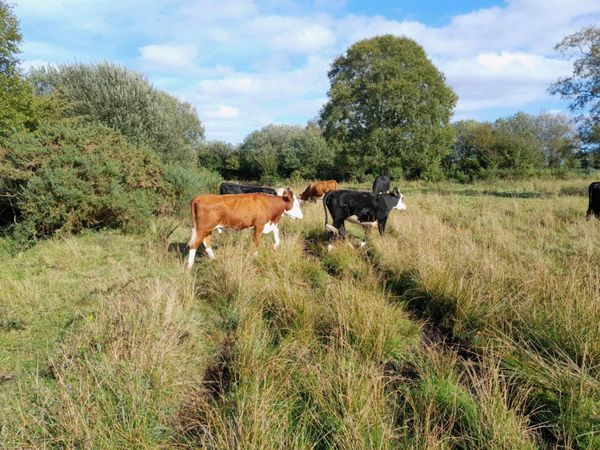 Store Heifers - Main image