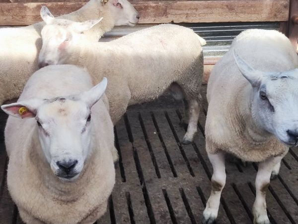 Organic hogget rams - Main image