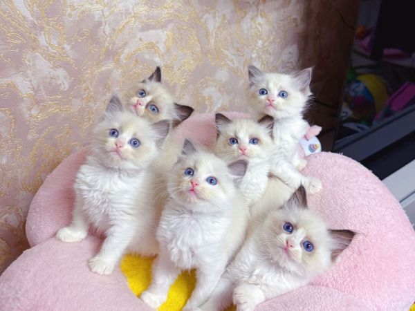 Purebred Ragdoll kittens for sale TICA Registered - Main image
